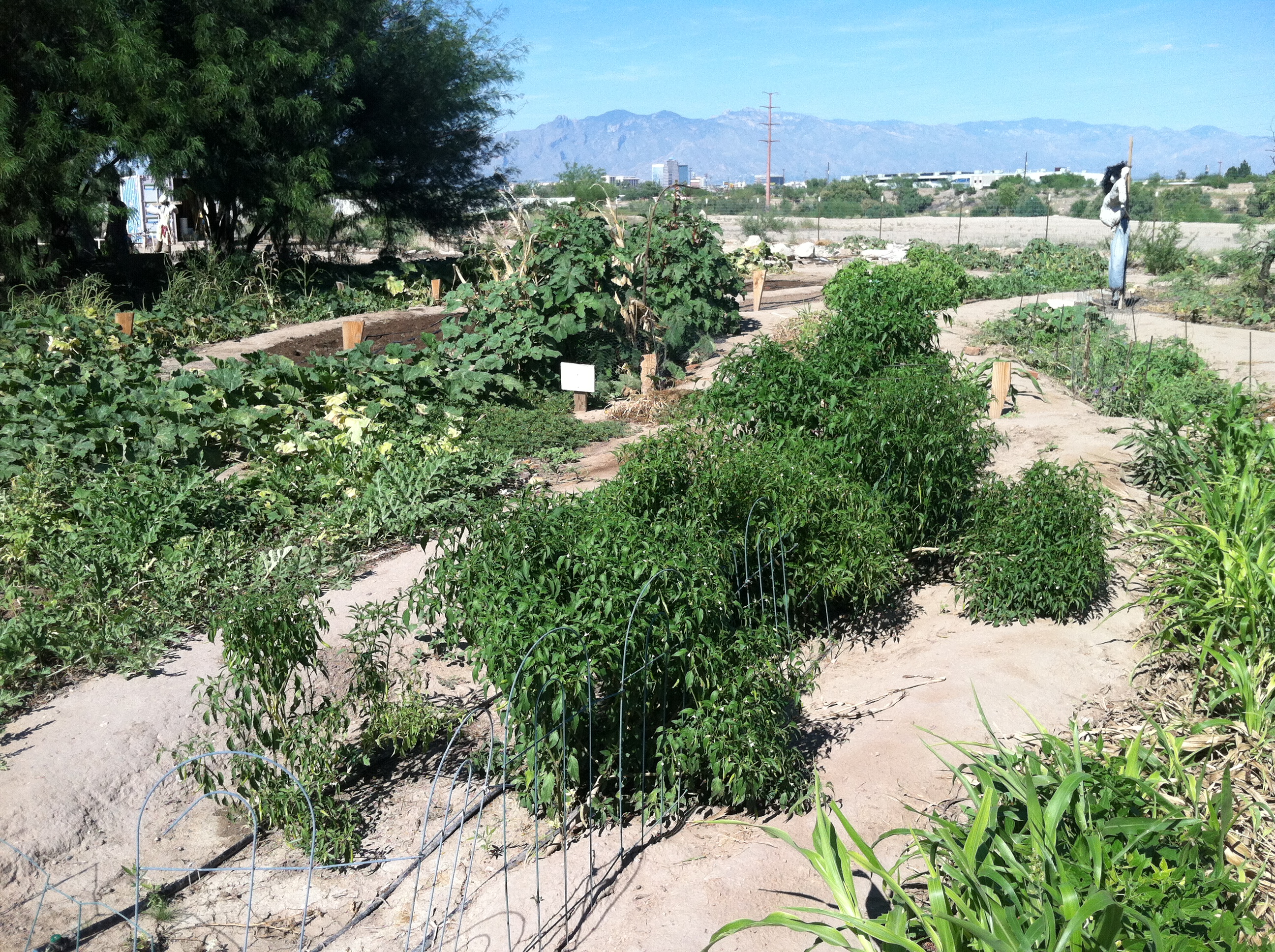 Las Milpitas De Cottonwood Farm Tucson Az Agroecology From A To Z