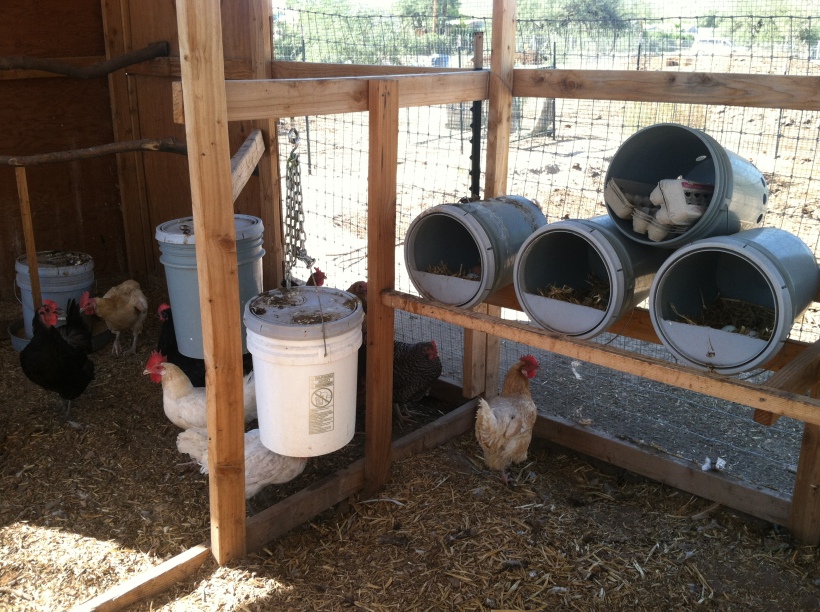Urban chickens, a creative use of 5 gallon buckets